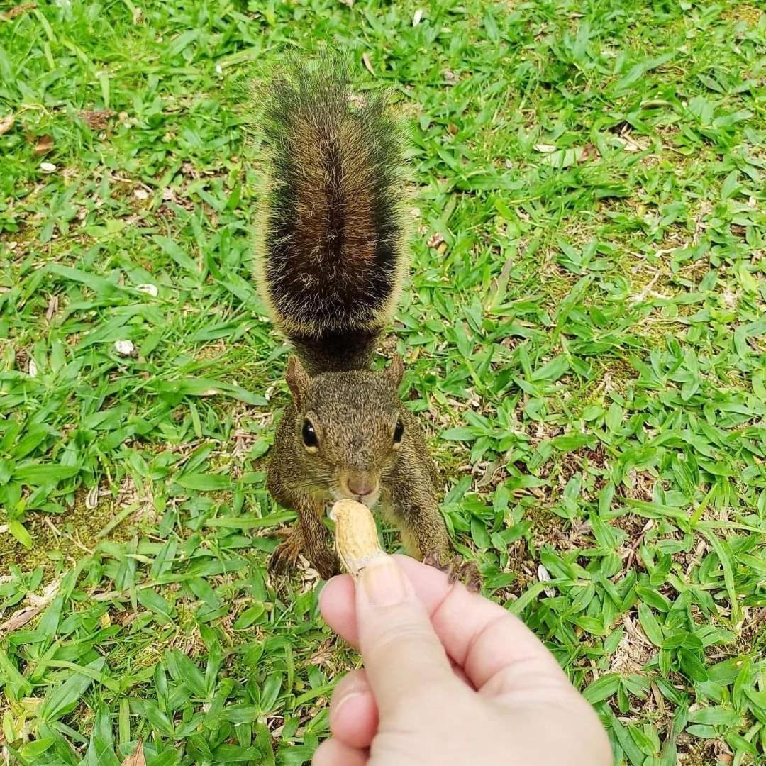 מלון מונטה ורדה Pousada Paraiso Das Araucarias מראה חיצוני תמונה